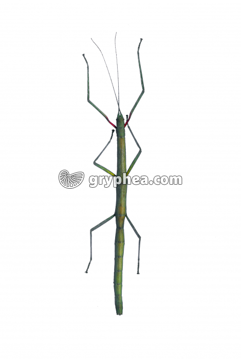 Phasme femelle - gryphea.org